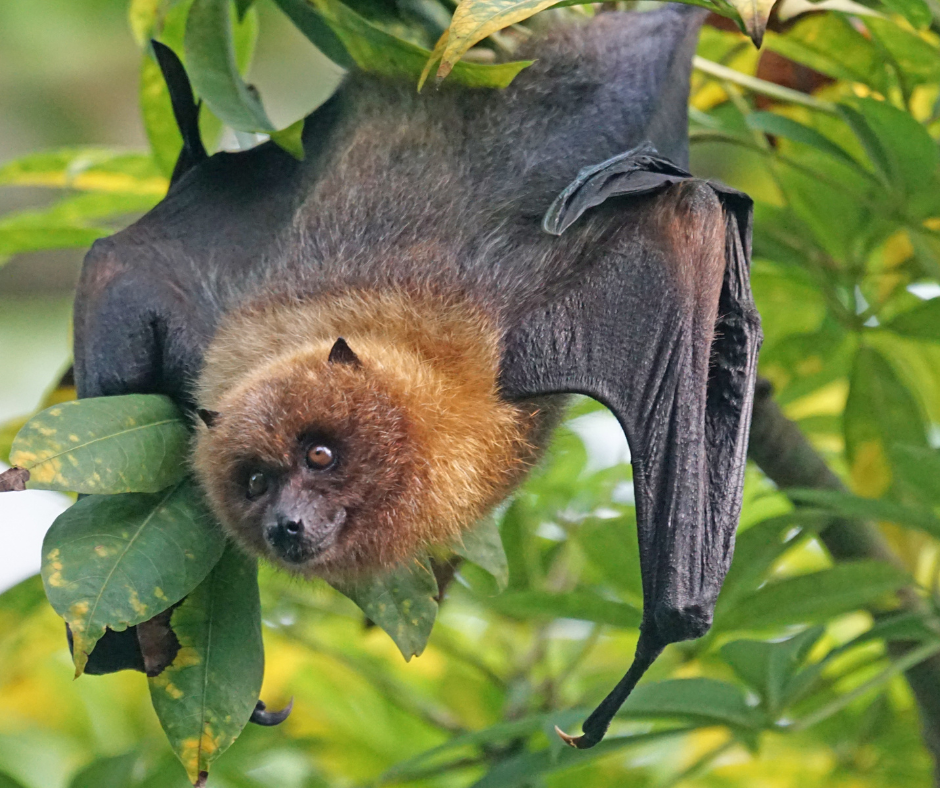 What is the loudest animal on Earth?