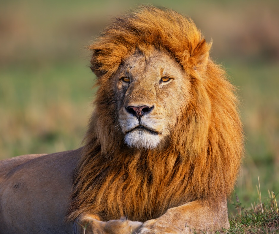 What is the loudest animal on Earth?