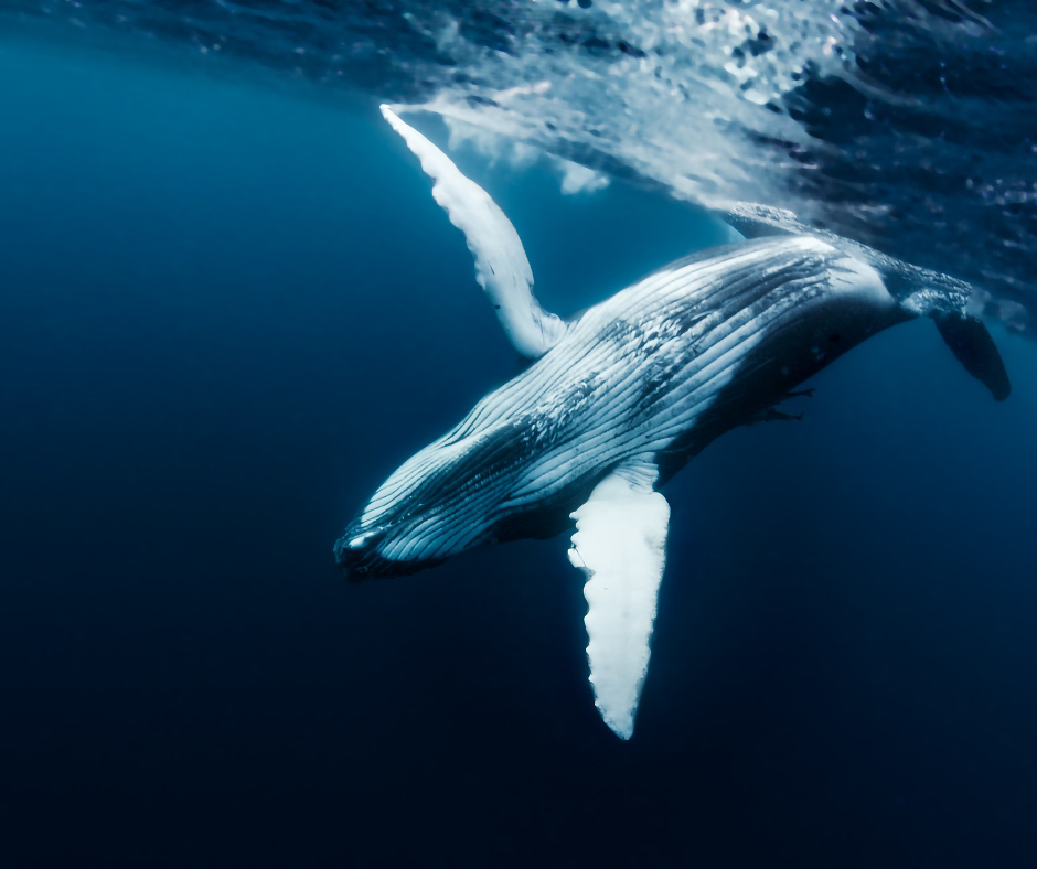 What is the loudest animal on Earth?